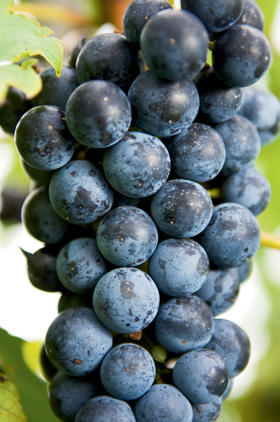 Report shows rise in agritourism